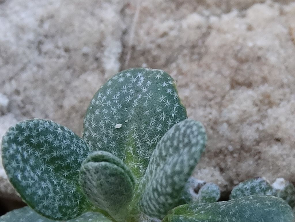 Alyssum wulfenianum subsp. ovirense (=Alyssum ovirense) / Alisso dell''Obir